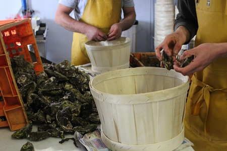 Oyster Farm. Photo Fionn OFearghail, Marine Institute