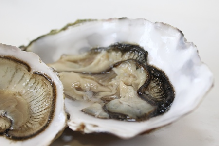 Shellfish Samples. Photo Fionn OFearghail, Marine Institute
